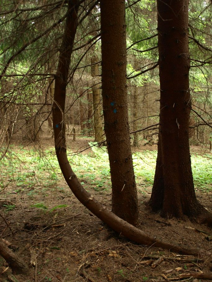 kompresný smrek 1.jpg