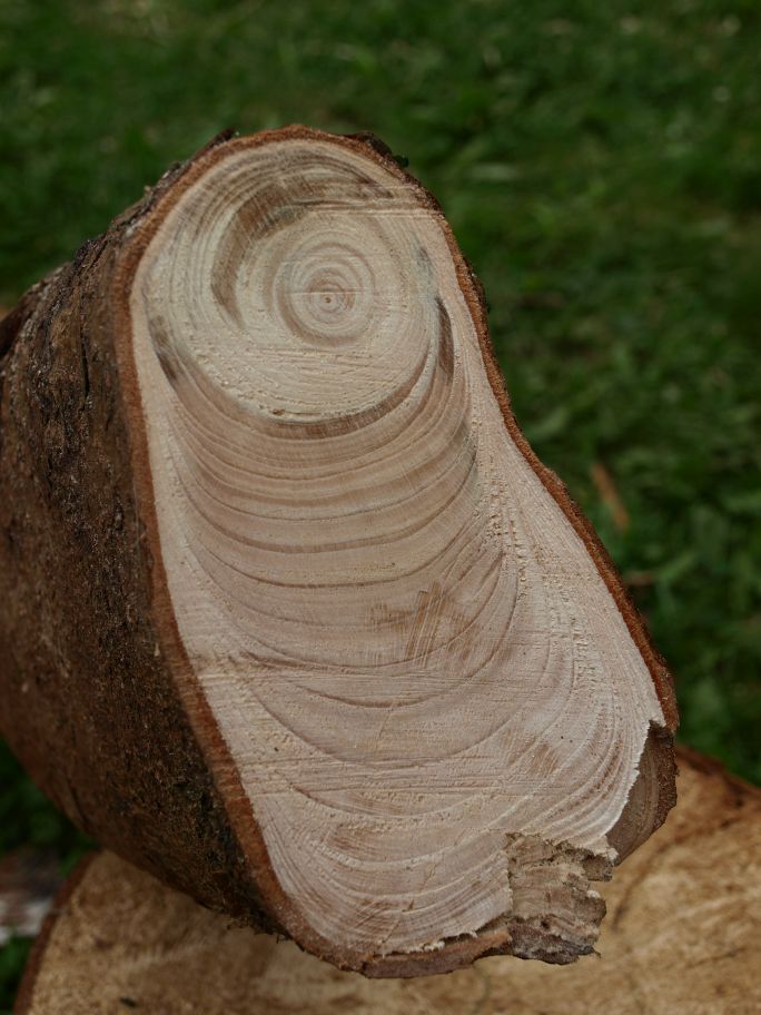 kompresný smrek 2.jpg